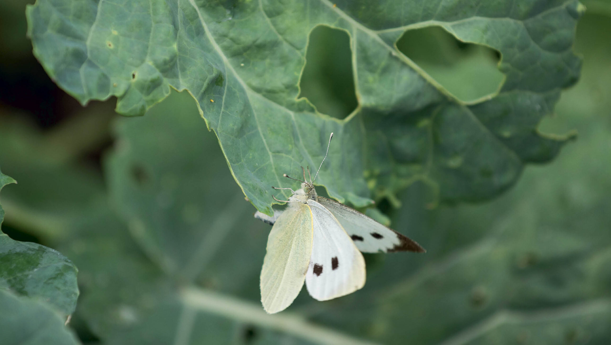 The cabbage white butterfly.